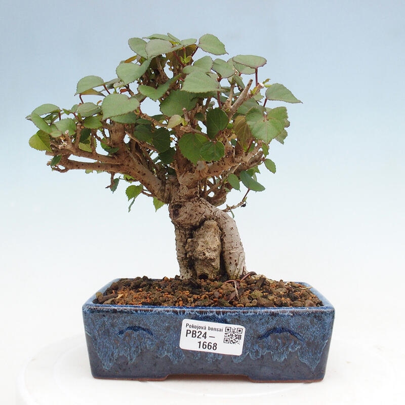 Kryte bonsai - Hibiscus tiliaceus - Hibiscus lipa, morze