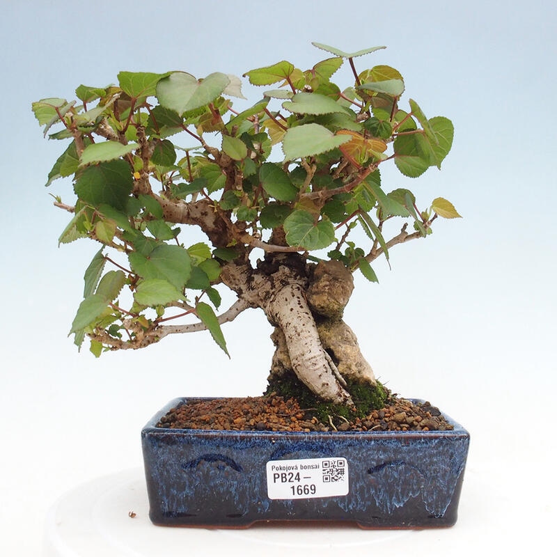 Kryte bonsai - Hibiscus tiliaceus - Hibiscus lipa, morze