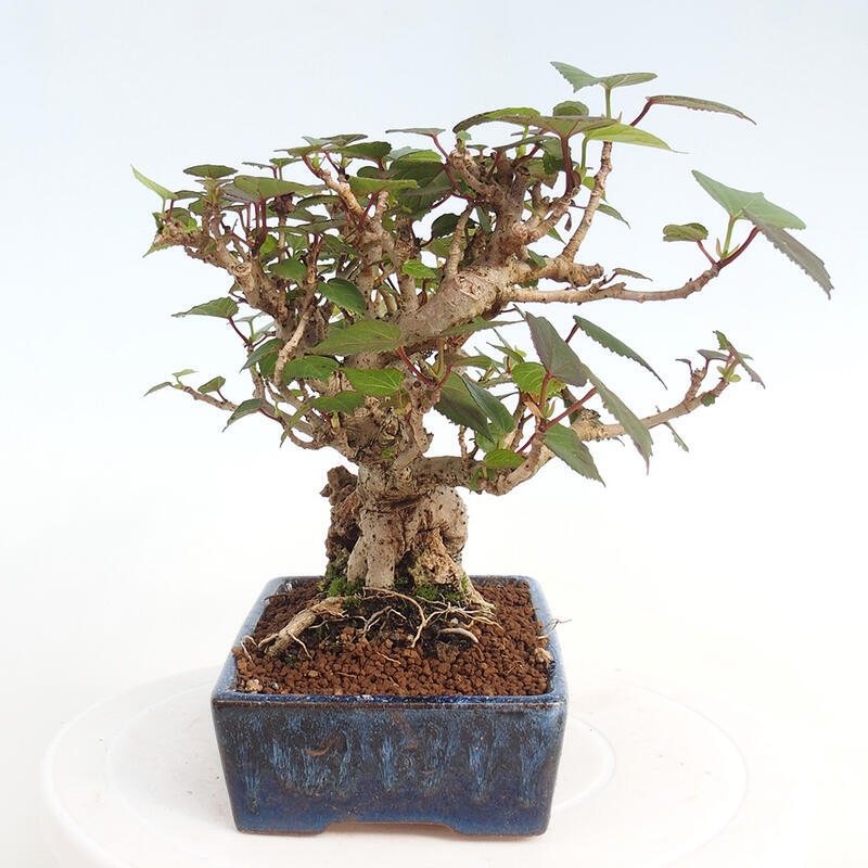 Kryte bonsai - Hibiscus tiliaceus - Hibiscus lipa, morze