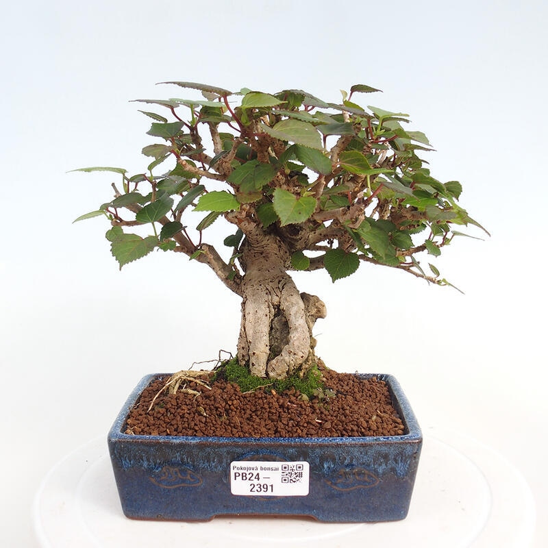 Kryte bonsai - Hibiscus tiliaceus - Hibiscus lipa, morze