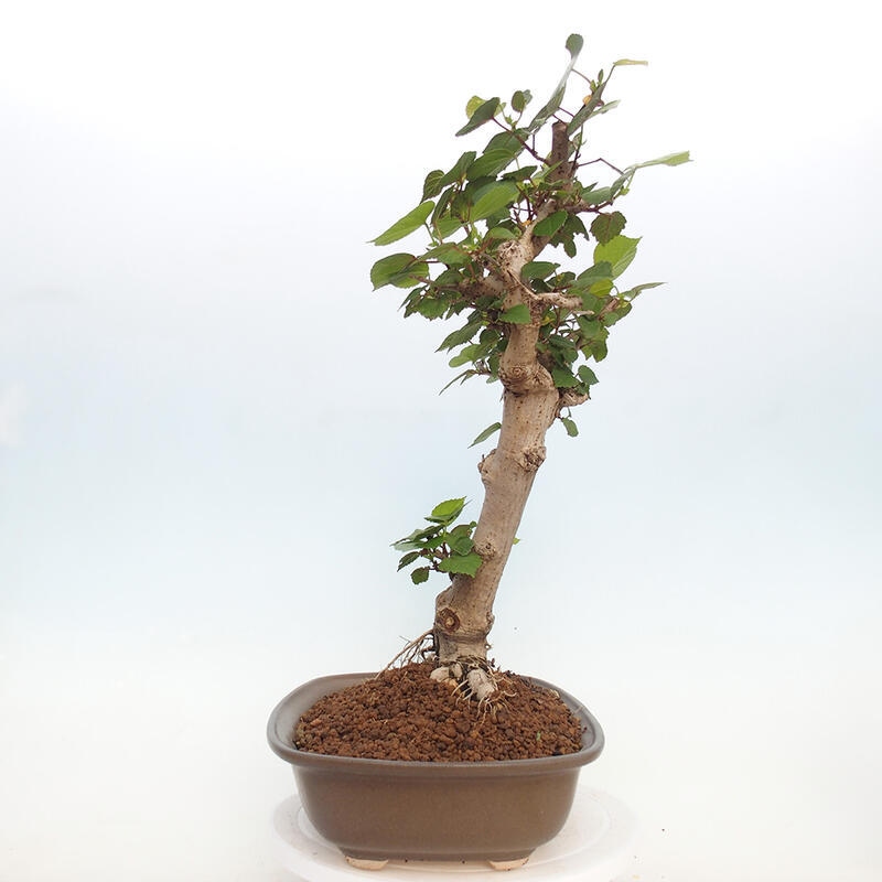 Kryte bonsai - Hibiscus tiliaceus - Hibiscus lipa, morze