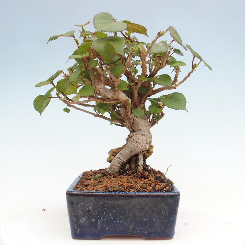 Kryte bonsai - Hibiscus tiliaceus - Hibiscus lipa, morze