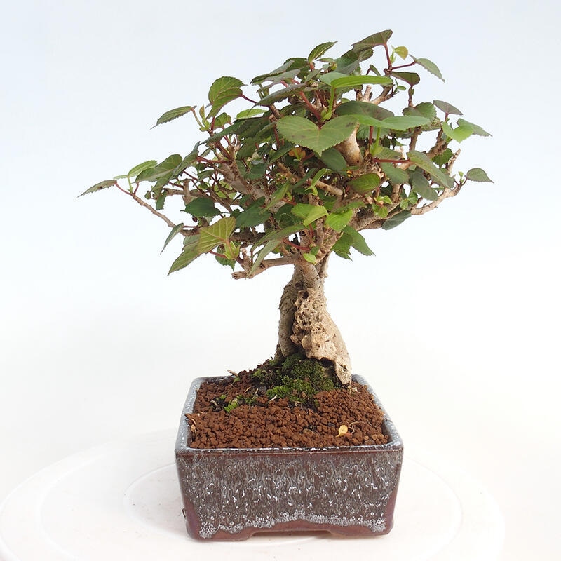 Kryte bonsai - Hibiscus tiliaceus - Hibiscus lipa, morze