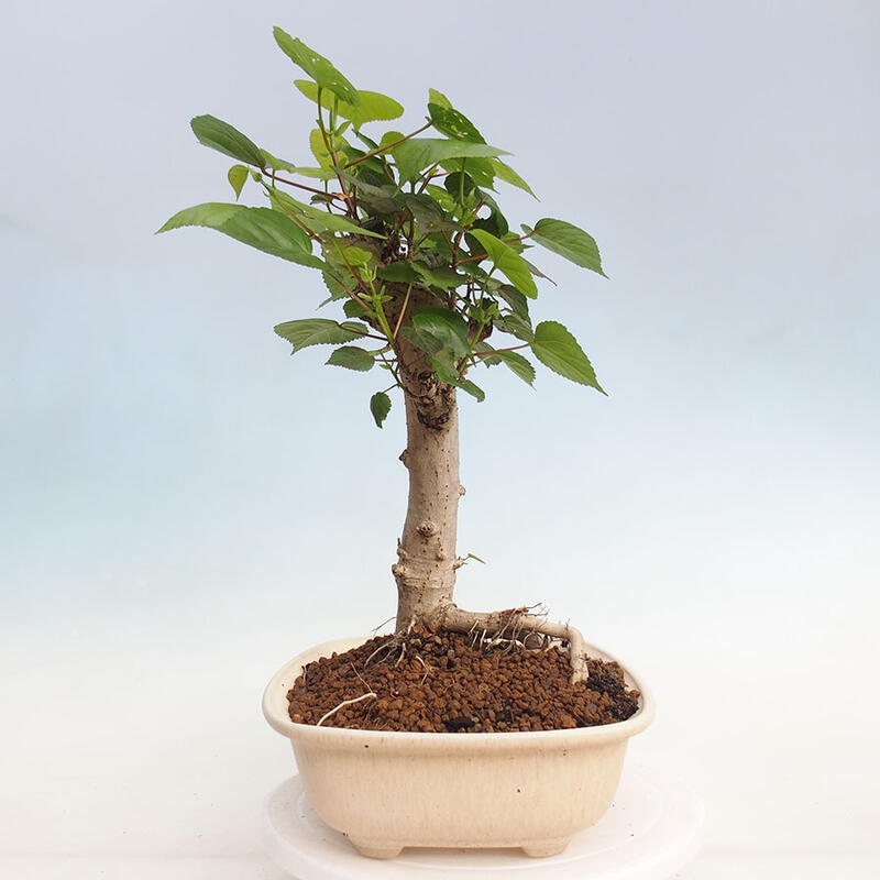 Kryte bonsai - Hibiscus tiliaceus - Hibiscus lipa, morze