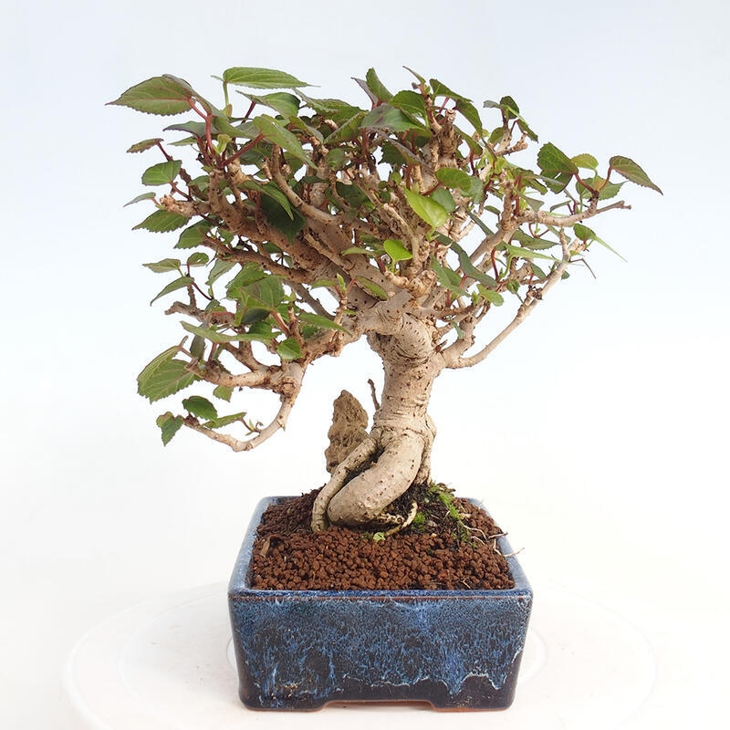 Kryte bonsai - Hibiscus tiliaceus - Hibiscus lipa, morze