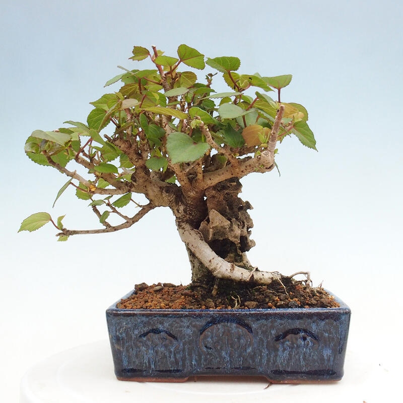 Kryte bonsai - Hibiscus tiliaceus - Hibiscus lipa, morze