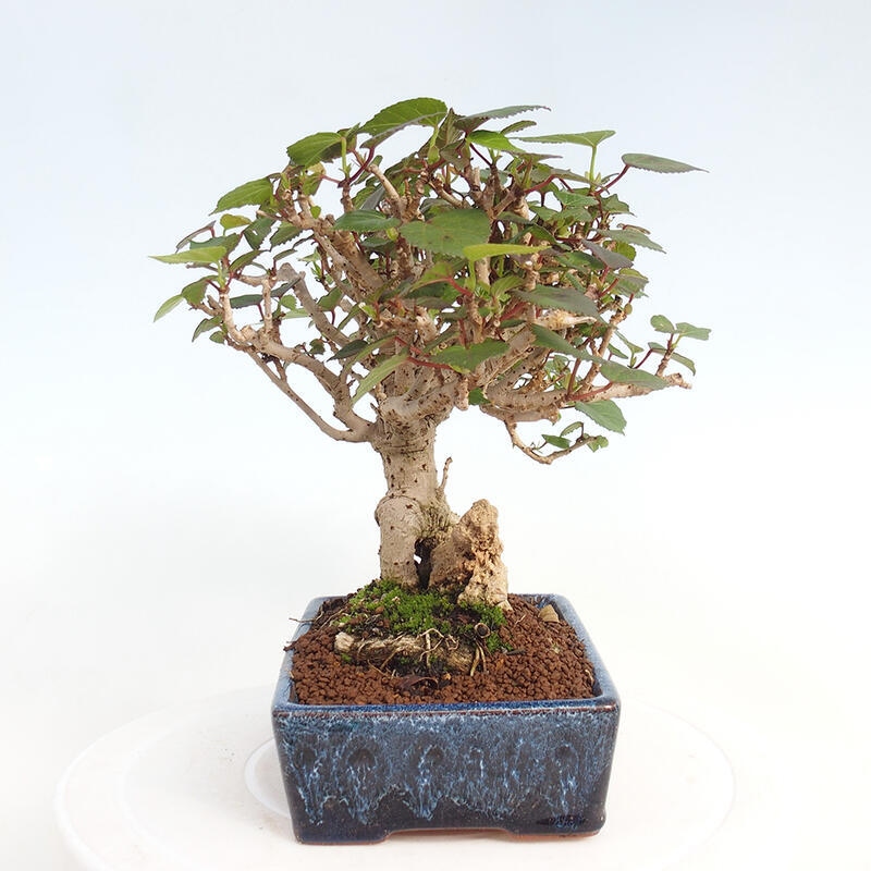 Kryte bonsai - Hibiscus tiliaceus - Hibiscus lipa, morze