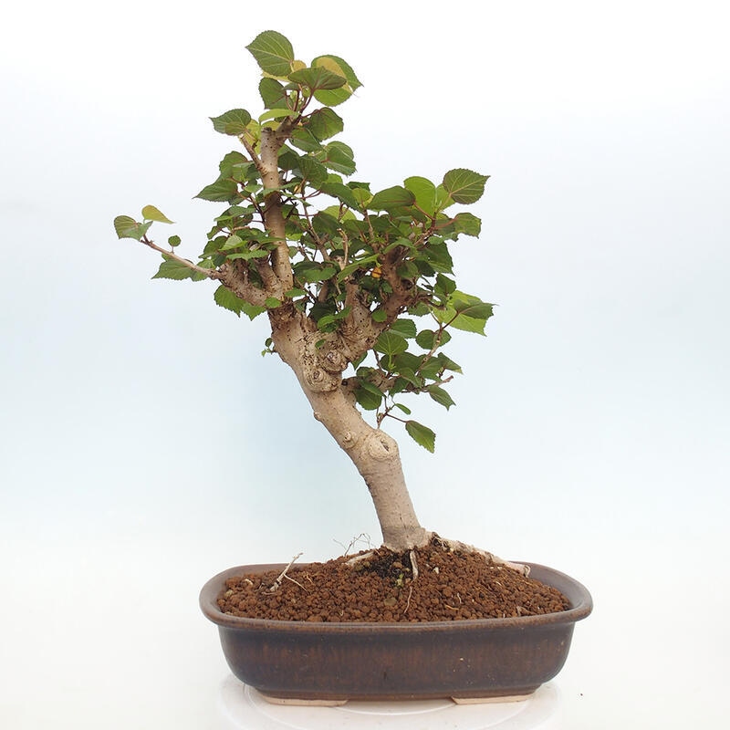 Kryte bonsai - Hibiscus tiliaceus - Hibiscus lipa, morze