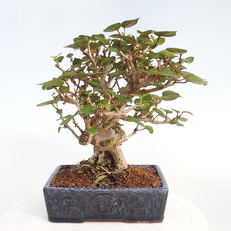 Kryte bonsai - Hibiscus tiliaceus - Hibiscus lipa, morze