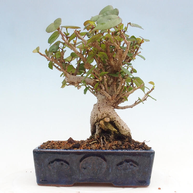 Kryte bonsai - Hibiscus tiliaceus - Hibiscus lipa, morze