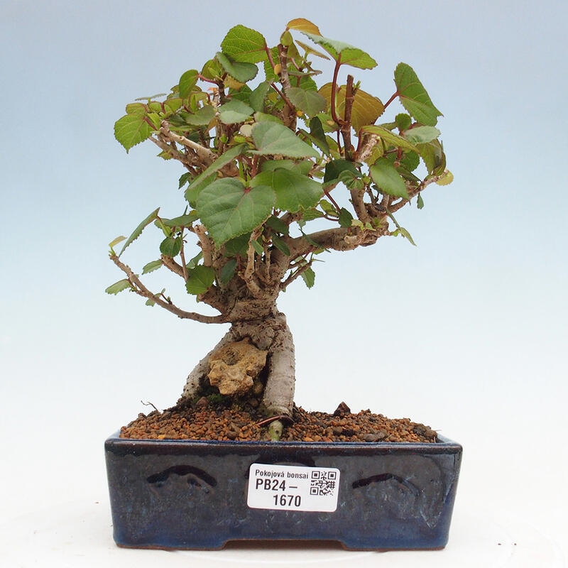 Kryte bonsai - Hibiscus tiliaceus - Hibiscus lipa, morze