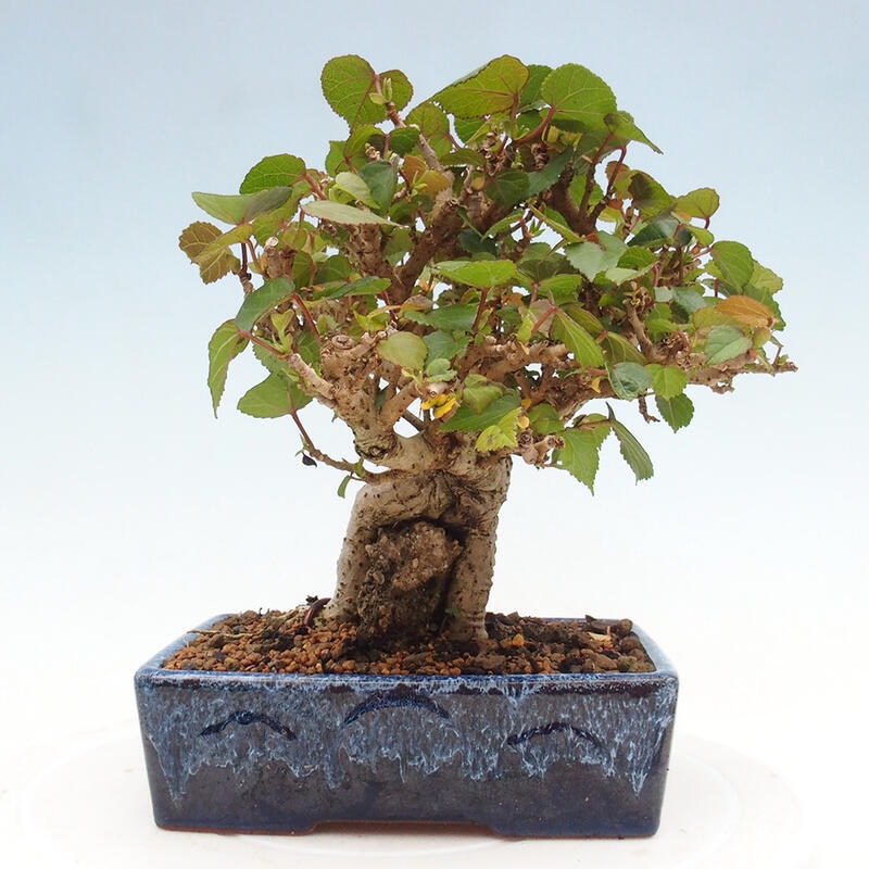 Kryte bonsai - Hibiscus tiliaceus - Hibiscus lipa, morze