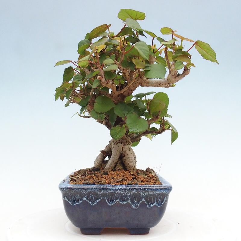 Kryte bonsai - Hibiscus tiliaceus - Hibiscus lipa, morze