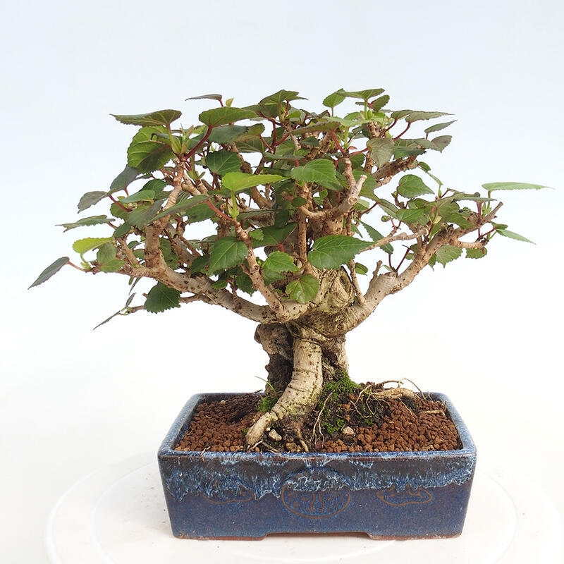 Kryte bonsai - Hibiscus tiliaceus - Hibiscus lipa, morze