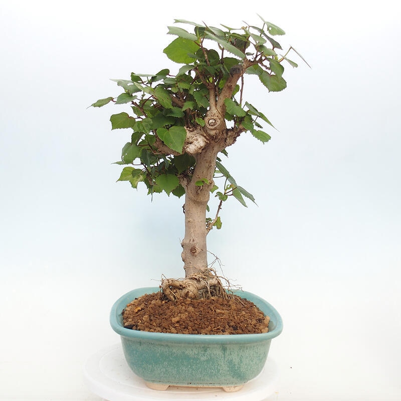 Kryte bonsai - Hibiscus tiliaceus - Hibiscus lipa, morze