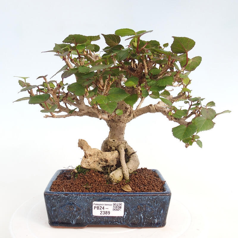 Kryte bonsai - Hibiscus tiliaceus - Hibiscus lipa, morze