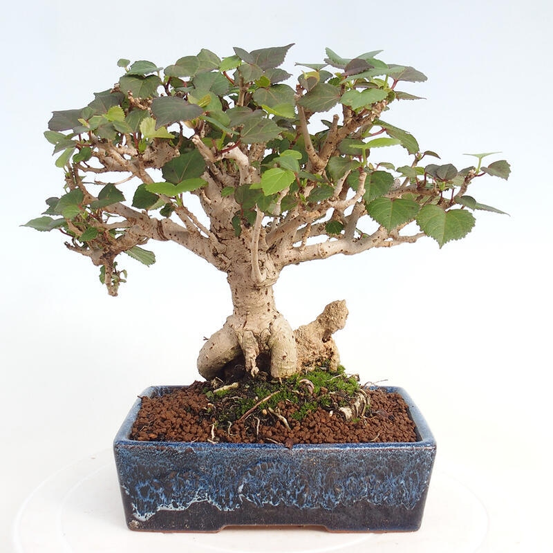 Kryte bonsai - Hibiscus tiliaceus - Hibiscus lipa, morze