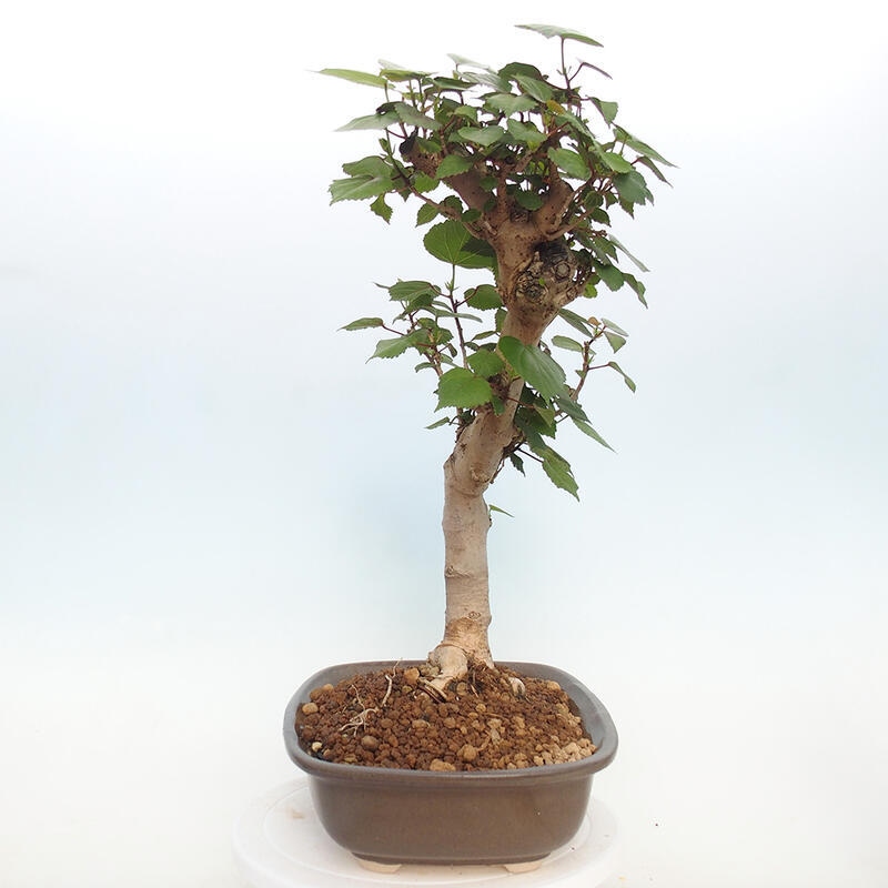 Kryte bonsai - Hibiscus tiliaceus - Hibiscus lipa, morze