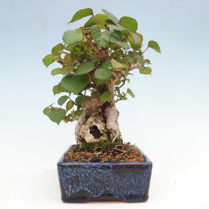 Kryte bonsai - Hibiscus tiliaceus - Hibiscus lipa, morze