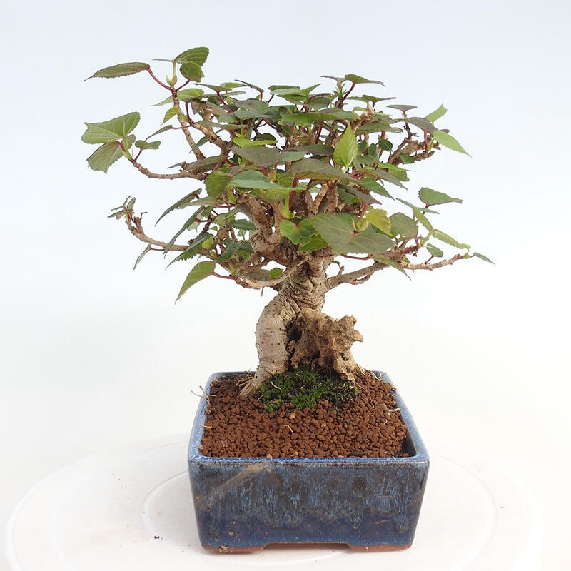 Kryte bonsai - Hibiscus tiliaceus - Hibiscus lipa, morze