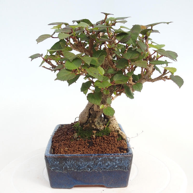 Kryte bonsai - Hibiscus tiliaceus - Hibiscus lipa, morze