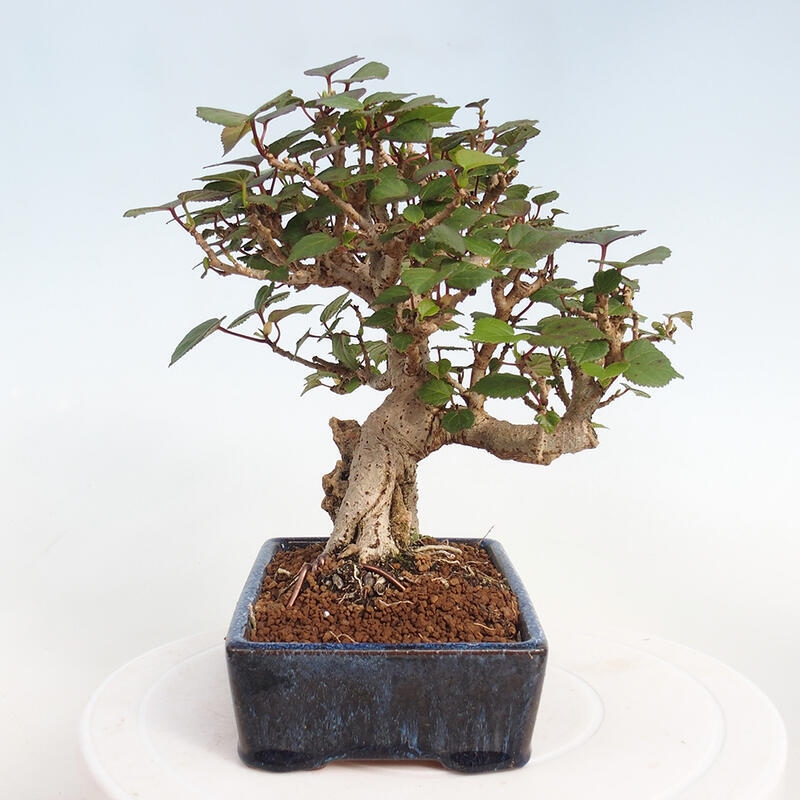 Kryte bonsai - Hibiscus tiliaceus - Hibiscus lipa, morze