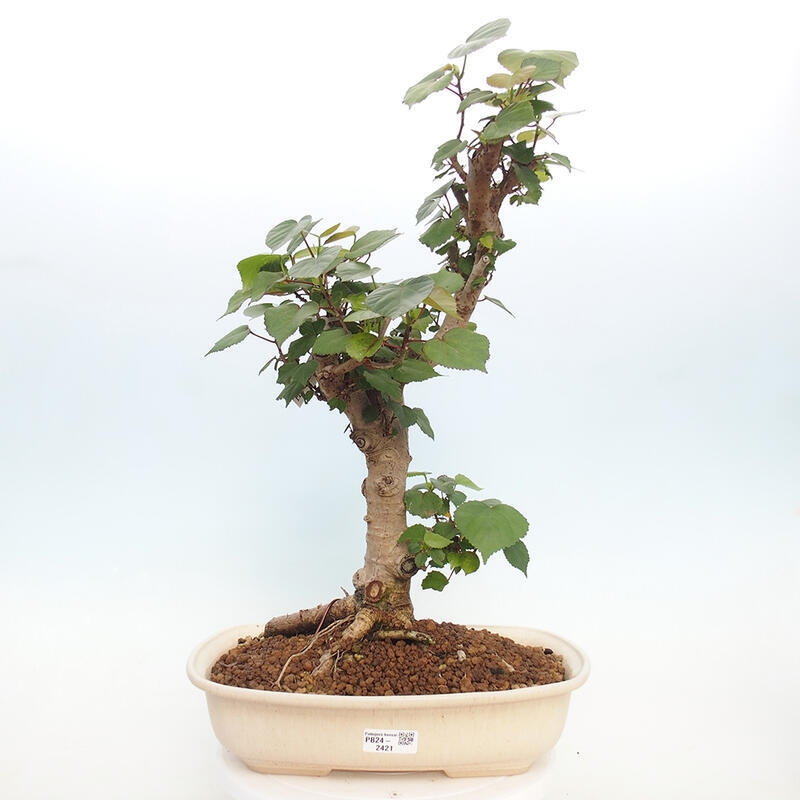 Kryte bonsai - Hibiscus tiliaceus - Hibiscus lipa, morze