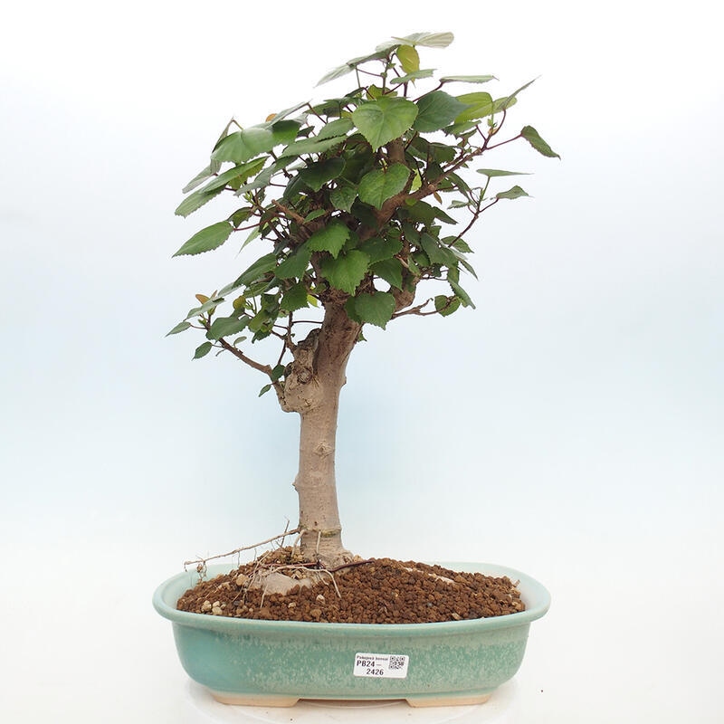 Kryte bonsai - Hibiscus tiliaceus - Hibiscus lipa, morze