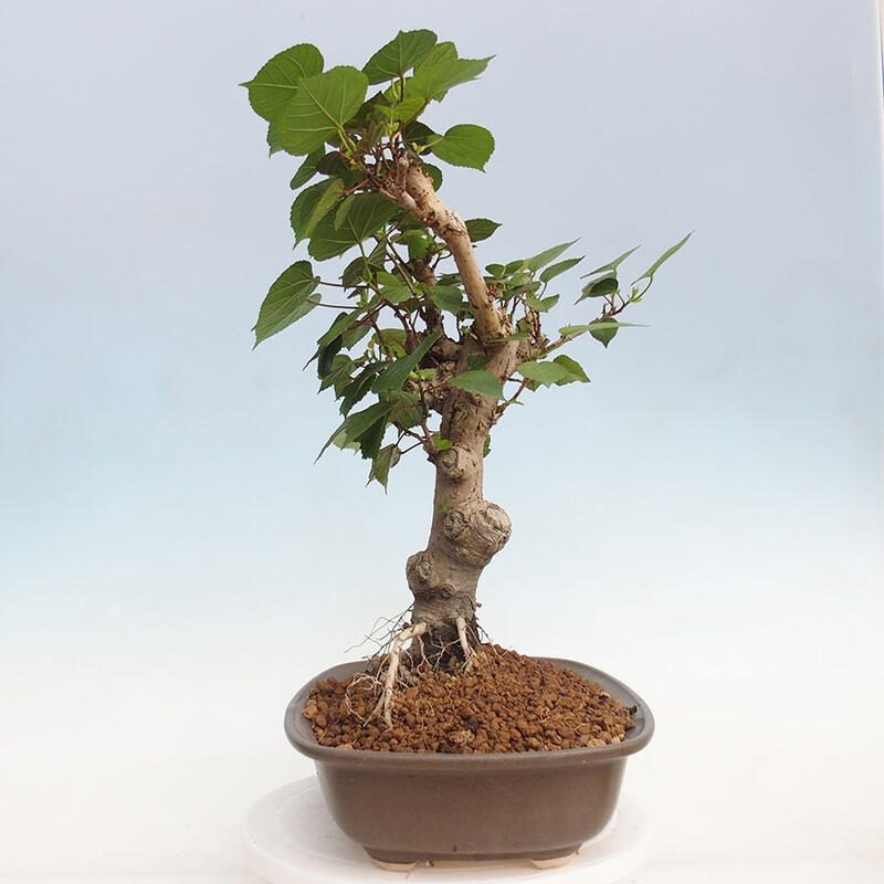 Kryte bonsai - Hibiscus tiliaceus - Hibiscus lipa, morze