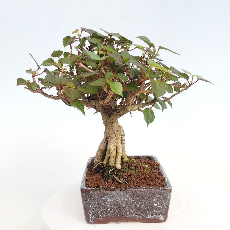 Kryte bonsai - Hibiscus tiliaceus - Hibiscus lipa, morze