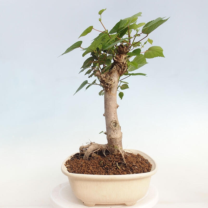 Kryte bonsai - Hibiscus tiliaceus - Hibiscus lipa, morze