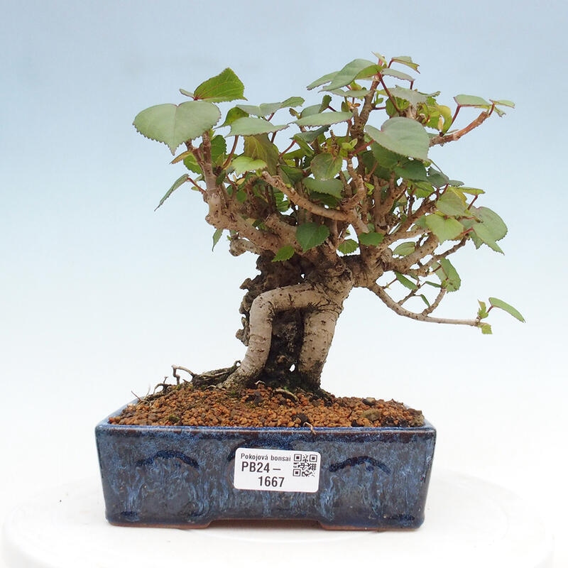 Kryte bonsai - Hibiscus tiliaceus - Hibiscus lipa, morze