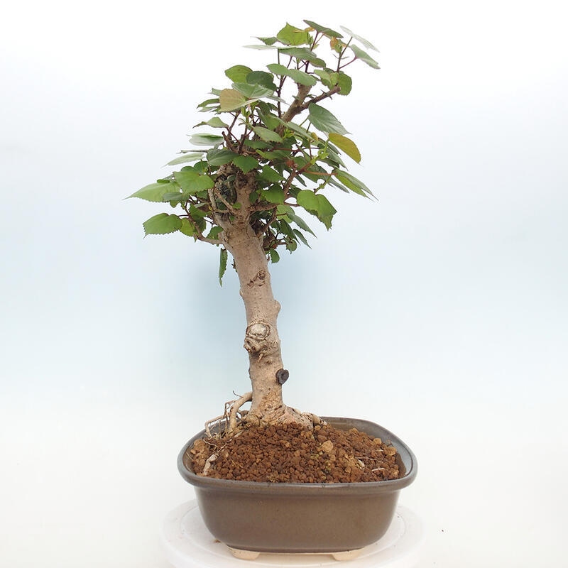 Kryte bonsai - Hibiscus tiliaceus - Hibiscus lipa, morze