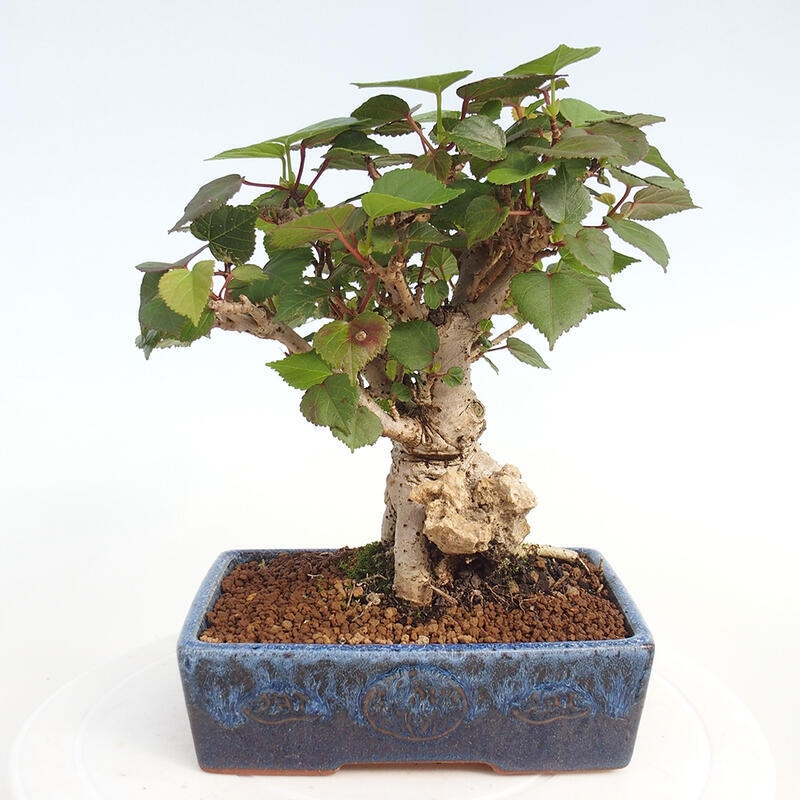 Kryte bonsai - Hibiscus tiliaceus - Hibiscus lipa, morze