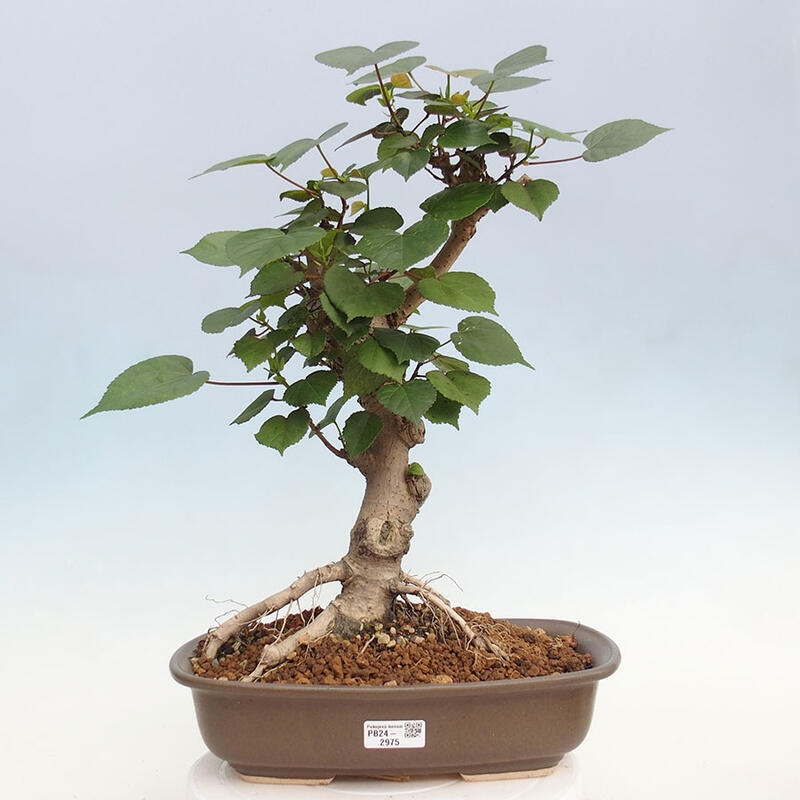 Kryte bonsai - Hibiscus tiliaceus - Hibiscus lipa, morze