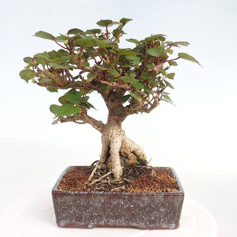 Kryte bonsai - Hibiscus tiliaceus - Hibiscus lipa, morze