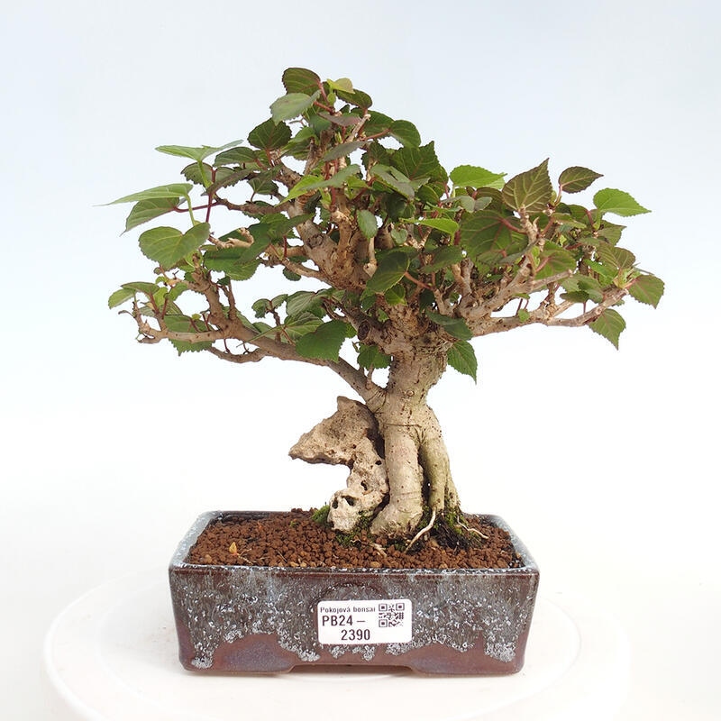 Kryte bonsai - Hibiscus tiliaceus - Hibiscus lipa, morze