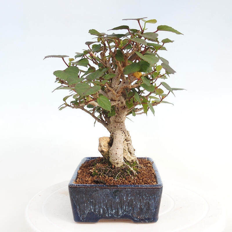 Kryte bonsai - Hibiscus tiliaceus - Hibiscus lipa, morze