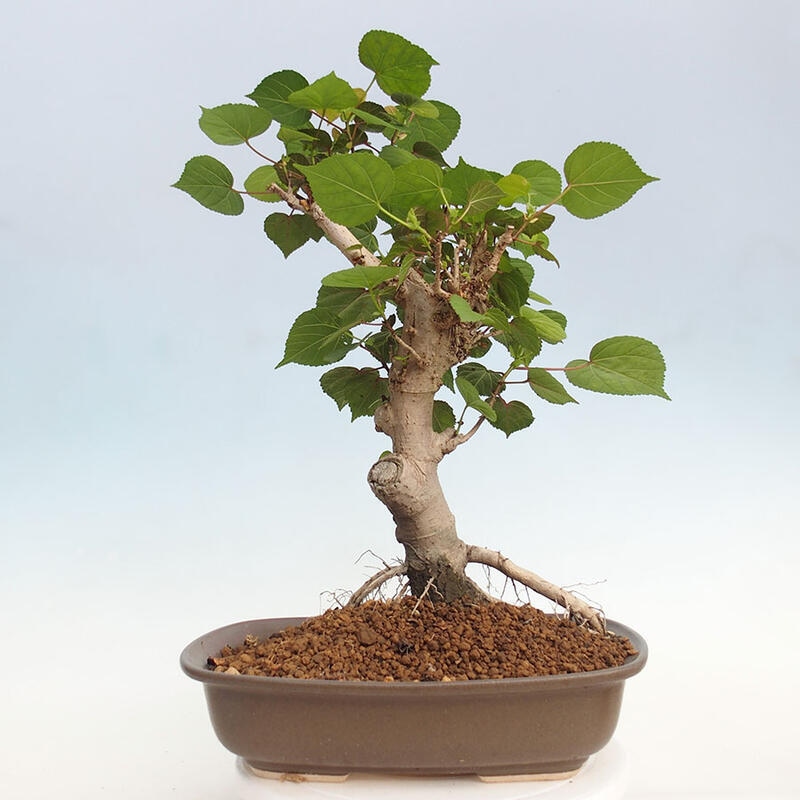 Kryte bonsai - Hibiscus tiliaceus - Hibiscus lipa, morze