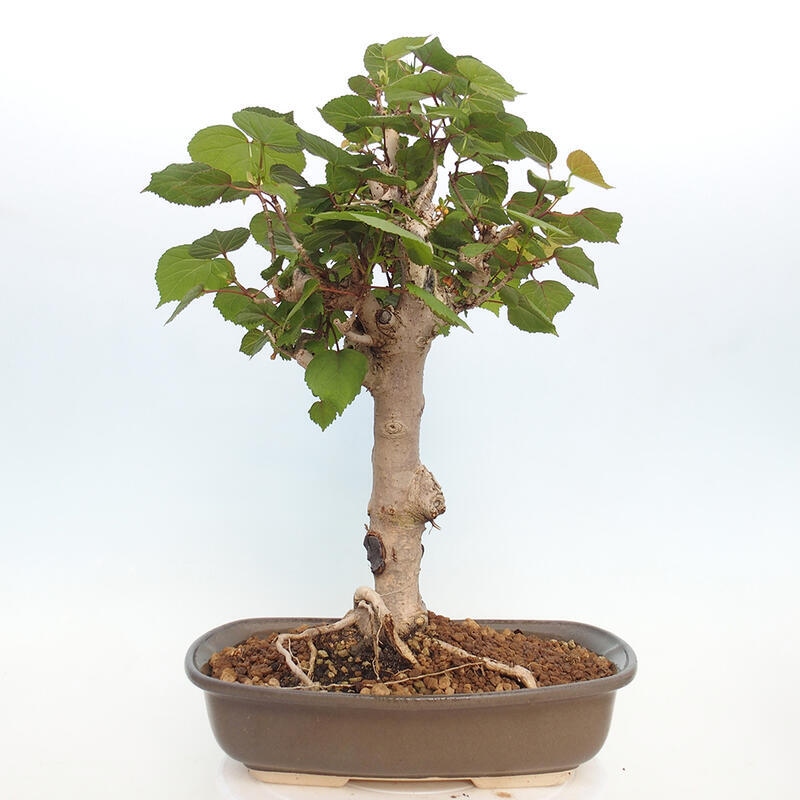 Kryte bonsai - Hibiscus tiliaceus - Hibiscus lipa, morze