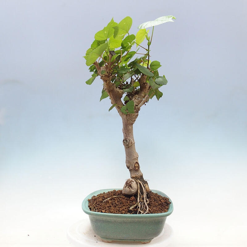 Bonsai do wnętrz - Hibiscus tiliaceus - Hibiskus morski + książka SUISEKI Gratis