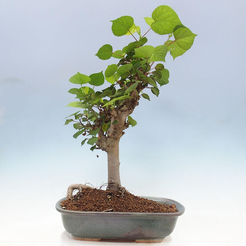 Bonsai do wnętrz - Hibiscus tiliaceus - Hibiskus morski + książka SUISEKI Gratis