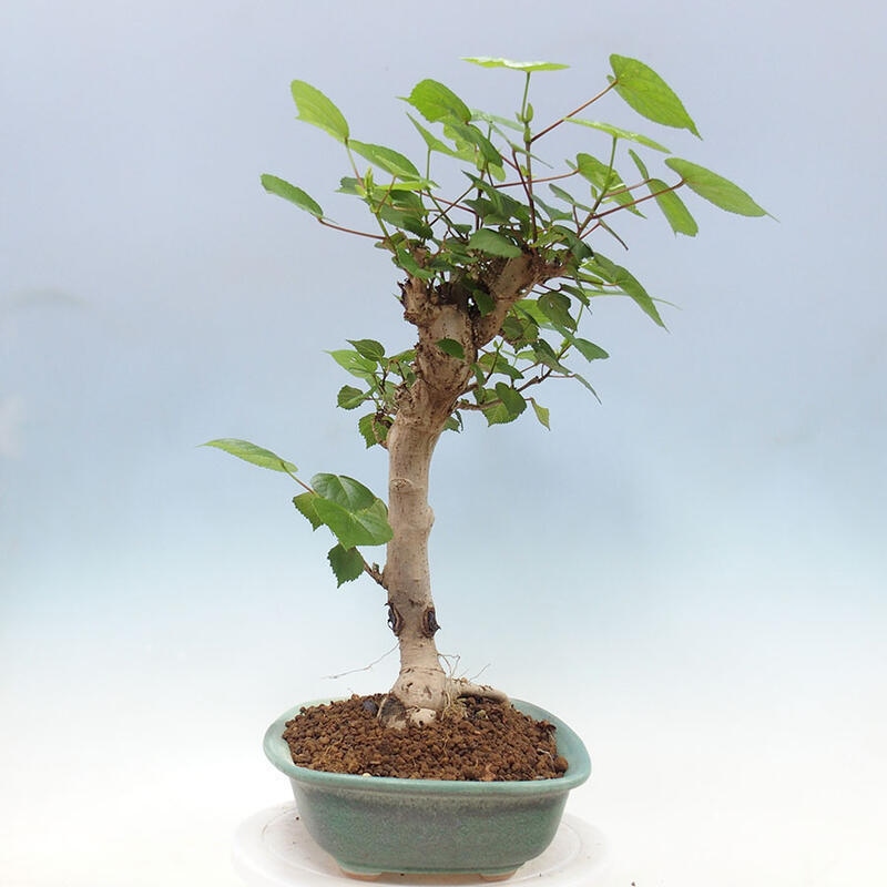 Bonsai do wnętrz - Hibiscus tiliaceus - Hibiskus morski + książka SUISEKI Gratis