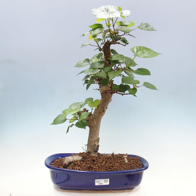 Bonsai do wnętrz - Hibiscus tiliaceus - Hibiskus morski + książka SUISEKI Gratis