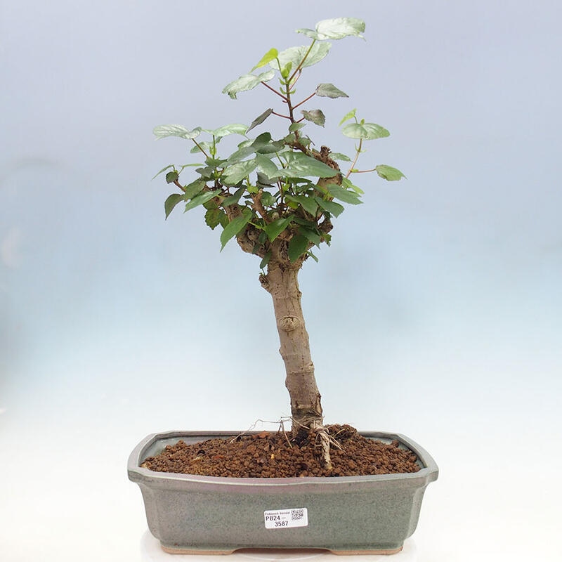 Bonsai do wnętrz - Hibiscus tiliaceus - Hibiskus morski + książka SUISEKI Gratis