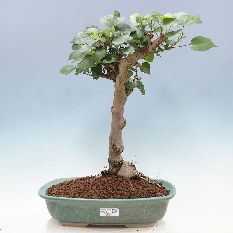 Bonsai do wnętrz - Hibiscus tiliaceus - Hibiskus morski + książka SUISEKI Gratis