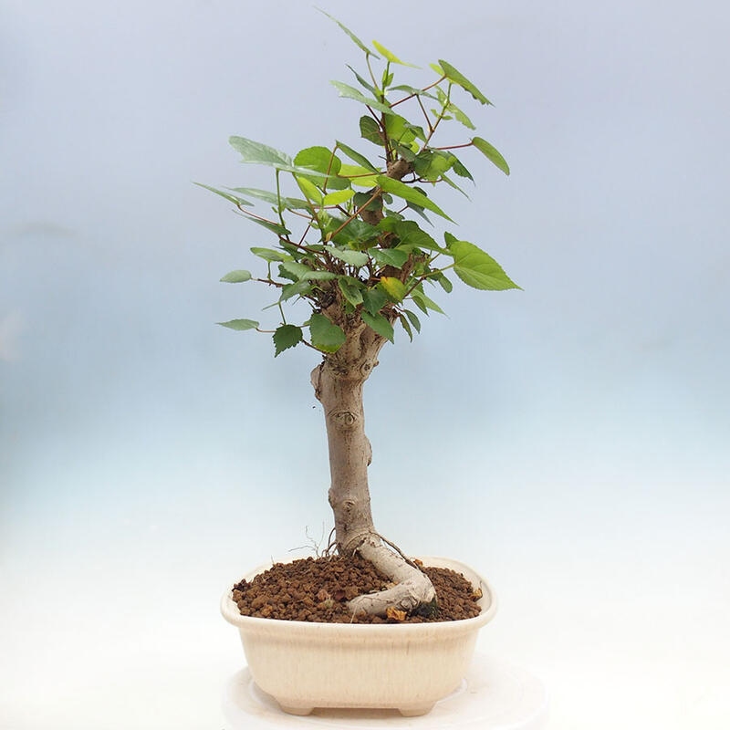 Bonsai do wnętrz - Hibiscus tiliaceus - Hibiskus morski + książka SUISEKI Gratis