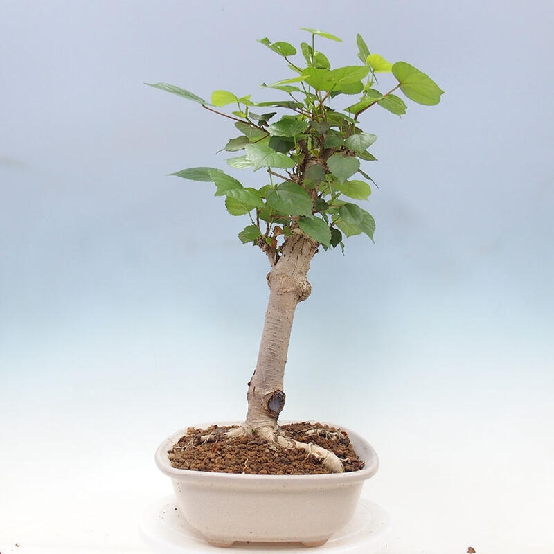 Bonsai do wnętrz - Hibiscus tiliaceus - Hibiskus morski + książka SUISEKI Gratis