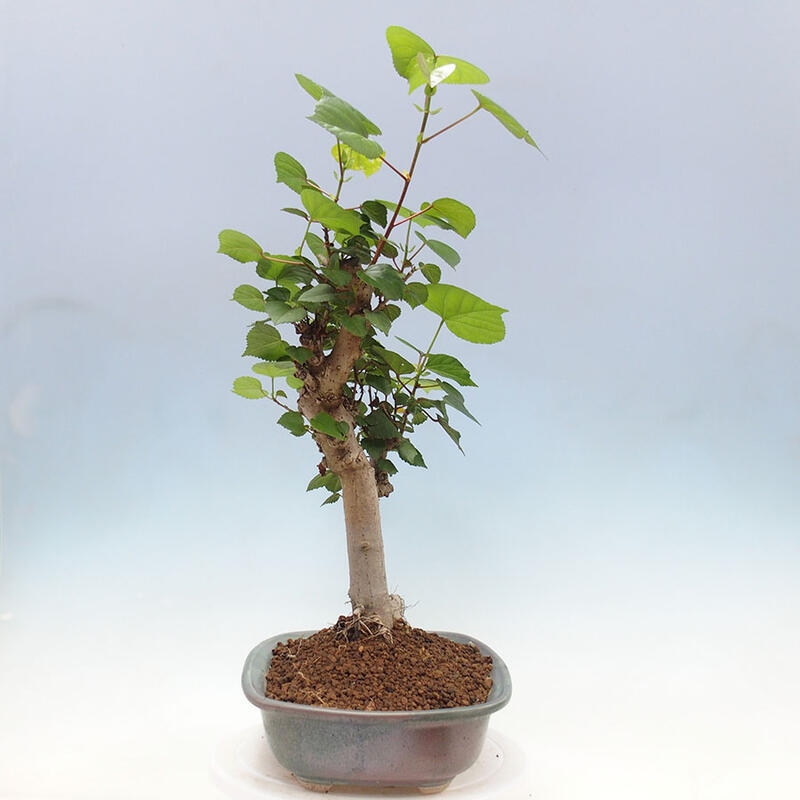 Bonsai do wnętrz - Hibiscus tiliaceus - Hibiskus morski + książka SUISEKI Gratis