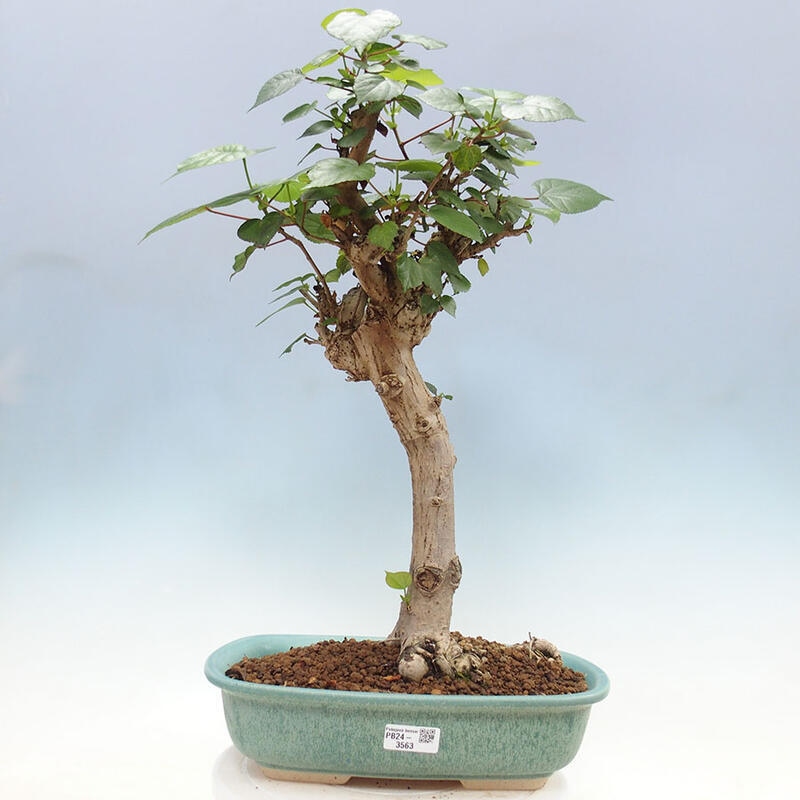 Bonsai do wnętrz - Hibiscus tiliaceus - Hibiskus morski + książka SUISEKI Gratis